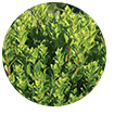 buchu leaves
