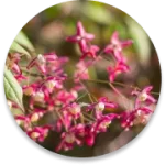 epimedium
