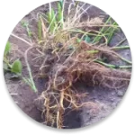 nettle