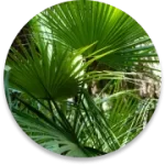 saw-palmetto